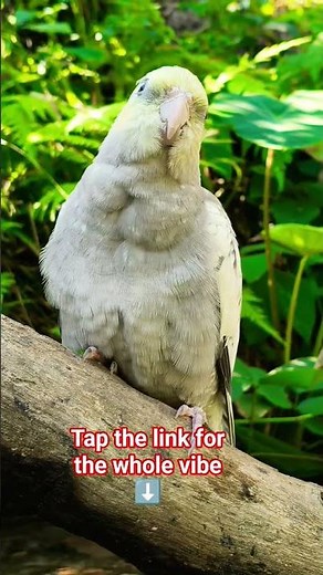 The cockatiel sings.#cockatiel #cockatielsounds #parrot #cockatielsinging