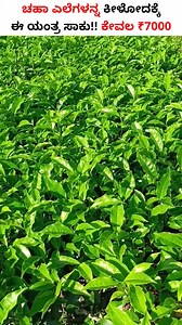 4.2K views · 51 reactions | Tea Harvesting Machine For Farmers☕️  - Smart Farming Techniques #Shorts #TeaPluckingMachine | Boss Wallah Farming Kannada | Facebook