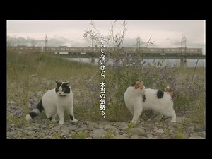 映画『猫は逃げた』予告編