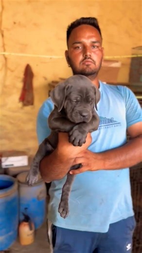 8810623046 Cane Corso puppy ready heavy bone strong guard dog vaccinated trained contact now fast