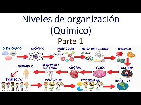 Niveles de organización (Químico)