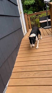 #ittakesavillage | Bull Terrier Rescue Mission