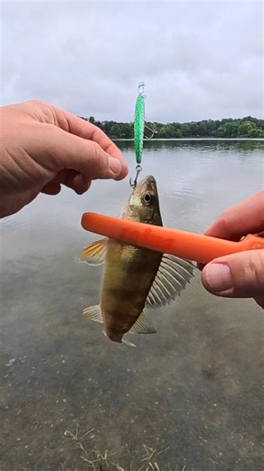 Yo-Zuri Pins Minnow Lure (Ultralight Fishing)