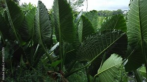 Aerial view of Alocasia Macrorrhizos or Giant Taro or giant alocasia is a flowering plant in the arum family (Araceae) originating from the rainforests of Kalimantan to Queensland.