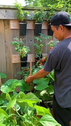 Save space, embrace nature, and beautify your surroundings with this innovative vertical techniques. Whether you have a small balcony or a spacious backyard, vertical gardening allows you to grow a stunning variety of plants, from herbs and flowers to vegetables and fruits. #VerticalGardening #GreenRevolution #NatureInTheAir #tomatoes #fbpost | Plantedinthegarden