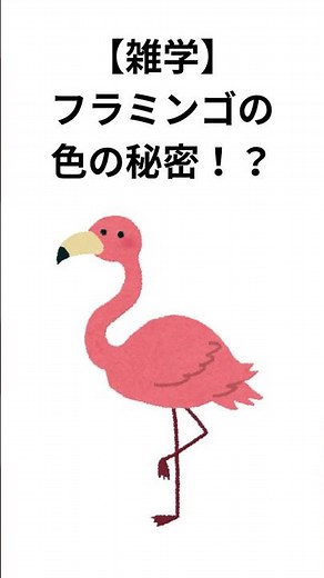 【雑学】フラミンゴの「色の秘密」！？