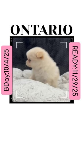 “𝕎𝕙𝕖𝕣𝕖 𝕋𝕙𝕖 𝔽𝕦𝕟 ℕ𝕖𝕧𝕖𝕣 𝔼𝕟𝕕𝕤” 📞/ 💬(855)🅿🅾🅼-🄿🅄🄿🅂 🐶 Pomeranian puppies ready for their forever homes.. 🐾 Stud services are available for females in heat. 💉 Artificial insemination services offered for responsible breeders. 💌 Message us today to learn more or schedule an appointment! 🐾•🐾•🐾•🐾•🐾•🐾•🐾•🐾•🐾 #pomeranian #pomeranianpuppy #pomeranianlovers #pomeranianworld #pomeraniandogs 🐾•🐾•🐾•🐾•🐾•🐾•🐾•🐾•🐾 | Pomeranian Friends