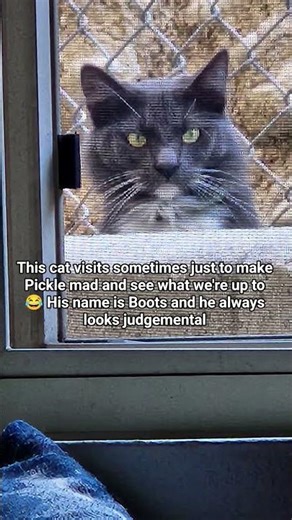 The local cats and Pickle have a complicated relationship.