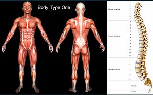 FAQ - Body Type Science Theory - Fellow One Research