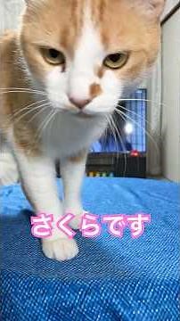 Cats living in a mountain village in Japan. #shorts