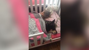 Hund kuschelt sich zum schlafenden Kind