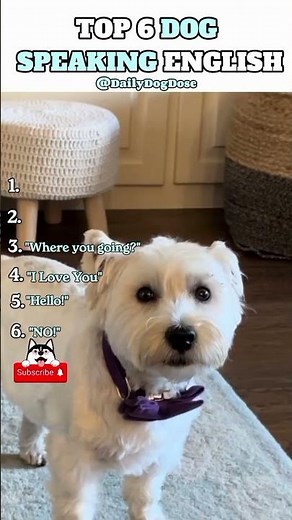 Top 6 Dogs Speaking English! 😱🐶🐾 | Daily Dog Dose