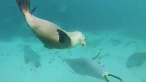 The Australian sea lions of South Australia certainly know how to turn it on for the camera 󾓯 - Swim with the Sealions Calypso Star Charters | Australia.com