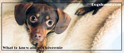 Chiweenie Growth Chart (Weight Chart & Size Chart)