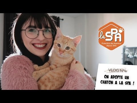 4* VLOG - On adopte un chaton à la SPA !