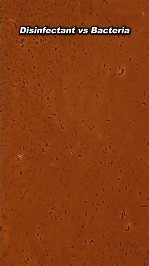 Disinfecting a surface under a microscope