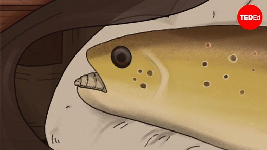 Is this the grossest parasite?