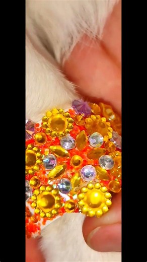 💘 Endless empathy #pets #doglover #dog #jackrussell #jackrussellterrier