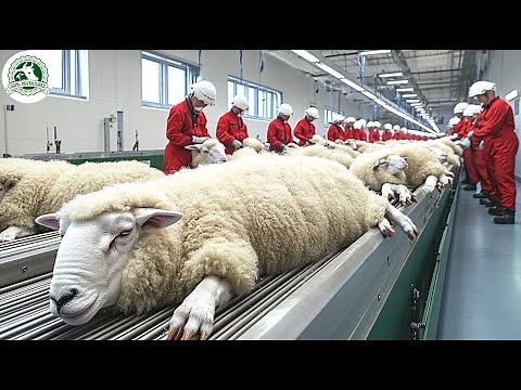 Amazing Modern SHEEP Industry - How Wool Is Mass-Produced from Millions of Sheep - Farming Document