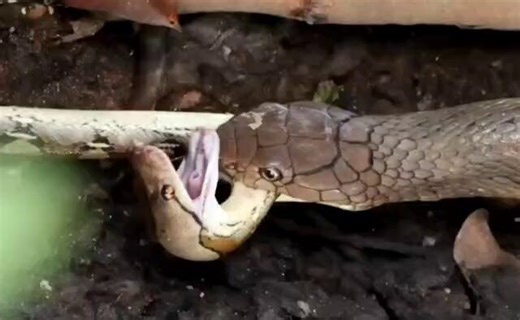 This is called ophiophagy where snake can eat other snake