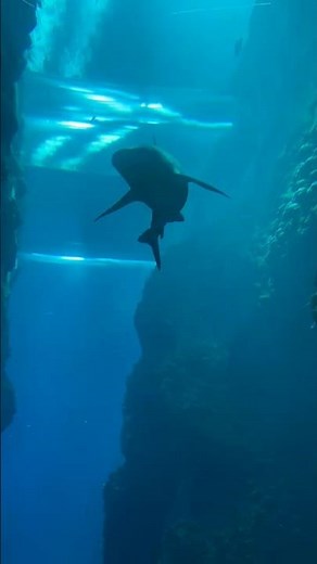 Amazing Shark Sighting! 🌊🦈 #shark #ocean #aesthetic