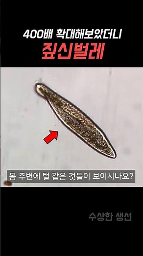 짚신벌레를 400배 확대해보면..?