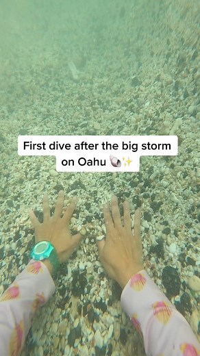 Treasure Hawaii on TikTok