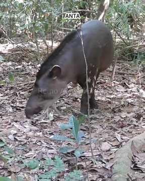 Segredos da Floresta Amazônica em Imagens Reais — Animais Raros em Cenas Diurnas e Noturnas