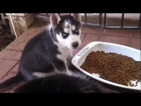 Puppy Husky feeding time - 8 weeks old