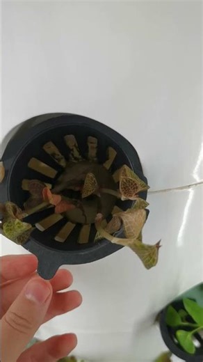 Is the water pump function of the vertical hydroponic tower system significant?