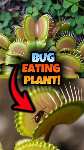 How Does Venus Flytrap Work