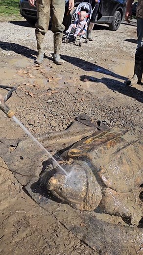 The first shower of his whole life! We got these Massive Alligator Snapping Turtles all cleaned up and ready to be relocated! #alligatorsnappingturtle | Greg Wittstock the Pond Guy