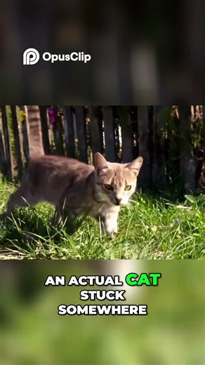 Rossini's Hilarious Cat Impression Goes Viral!