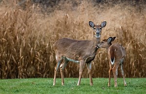Pa. hunters can buy doe tags online starting today, June 26
