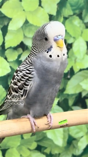 Happy budgie chirping sounds #rbnbirds #budgieslife #parakeet #shorts