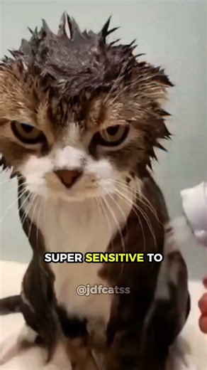 Why Most Cats Hate Water? #cats #funnycats #catfacts