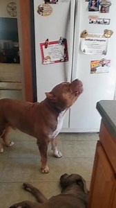 Life with Lux #AmericanXLBully #GOAT #woooo #doglife #goodvibes #lux #dog | Upstate Primebully