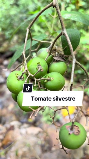 🍅 El tomate gigante de los Andes / 🍅 The Giant Tomato Relative of the Andes Solanum juglandifolium is a remarkable wild relative of the tomato that grows in the humid Andean forests. Unlike the small cultivated tomato plants we know, this species can reach up to five meters in height, forming a large shrub or small tree. Its fruits reveal its close relationship with tomatoes, reminding us that many of our crops come from a diverse group of wild ancestors still thriving in nature. #Botánica #Wi