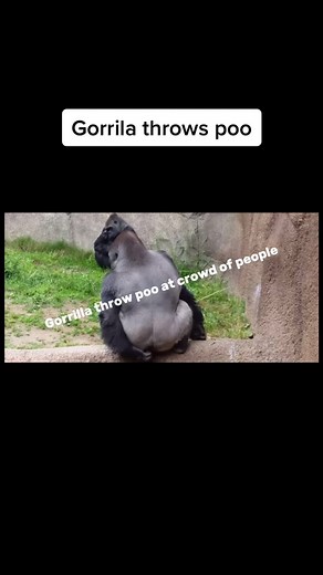Gorilla Throws Poop - Funny Primate Moments