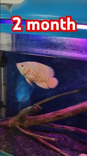 Albino Tiger oscar fish 😍 growth in 2 months, fast growth, imported beautiful 😍#oscarfish #fish 😍