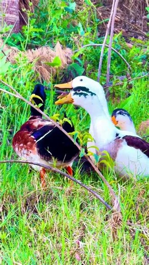 Cute Ducks Quacking Sound 🦆 Viral Duck Video | Relaxing Nature Birds 4K #birds #duck