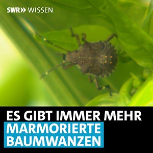 Angriff der stinkenden Wanzen. Die Marmorierte Baumwanze hat eine weite Reise hinter sich: Von China nach Deutschland. Jetzt drängt sie von draußen in unsere Wohnungen. Die Mini-Invasoren haben eine unangenehme Eigenschaft. Sie stinken! | SWR