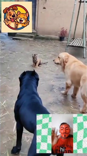 Animals Doing Human Things! 🐱🧍🐶 #funnyanimals #petsgonefunny #shorts