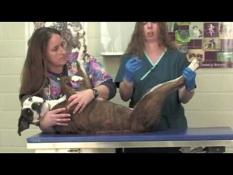 Veterinary Procedure - Obtaining a Urine Sample