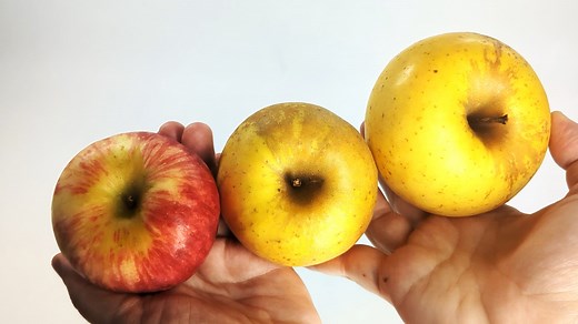 Test how the compromise effect reveals our tendencies in decision-making. | Science Project