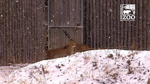 189K views · 6.4K reactions | Here's some fun video footage of our cheetah cubs first experience with snow! | Cincinnati Zoo & Botanical Garden | Facebook