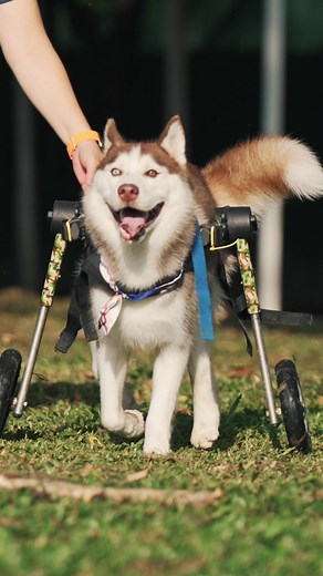 Celebrate National Make A Dog’s Day with Subaru