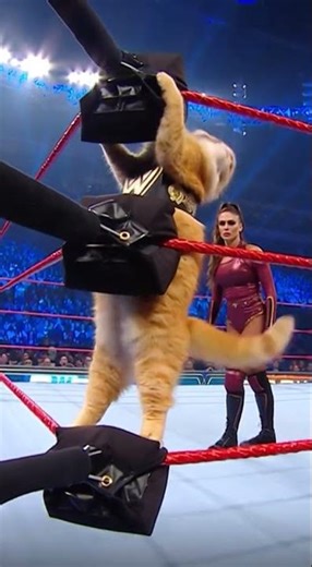 Better Coffin Drop than Darby Allin ⚰️🛹 #shorts #wwe #wrestlingfans316 #funnycats #catwrestling