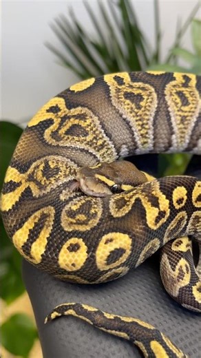 Jaka jestem piękna😍 #pytonkrólewski #snake #ballpython #pythonregius #zwierzaki #animals