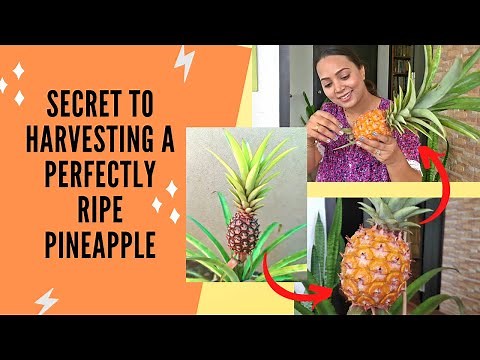 How to identify a perfectly ripe pineapple | Know the correct way to harvest your pineapple fruit.
